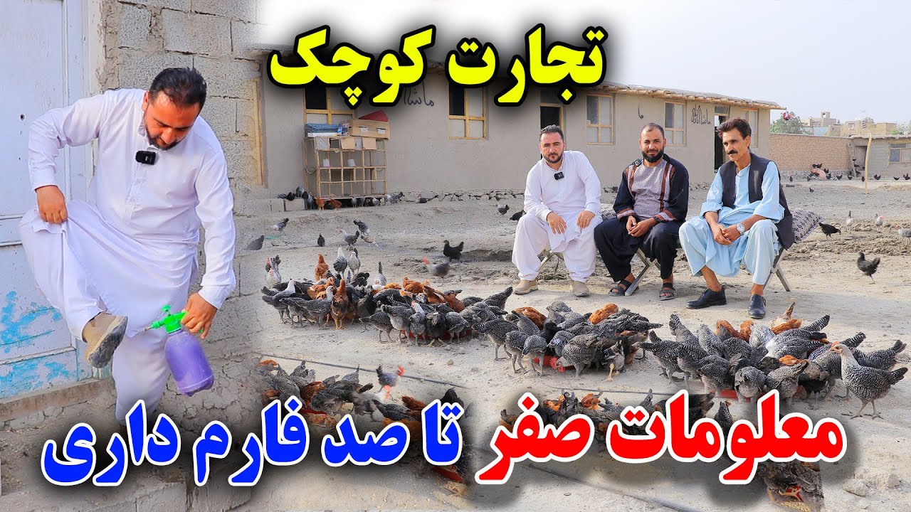 خود کفایی! با پول اندک خود را صاحب کار بسازید/معلومات مهم در باره نگهداری فارم مرغ 