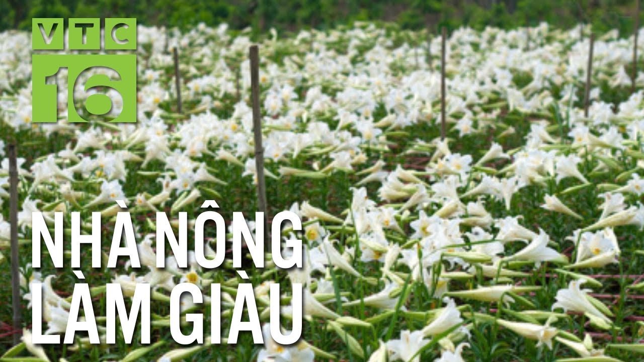 Trồng hoa loa k&egrave;n tr&aacute;i vụ, l&atilde;i r&ograve;ng 300 triệu | VTC16