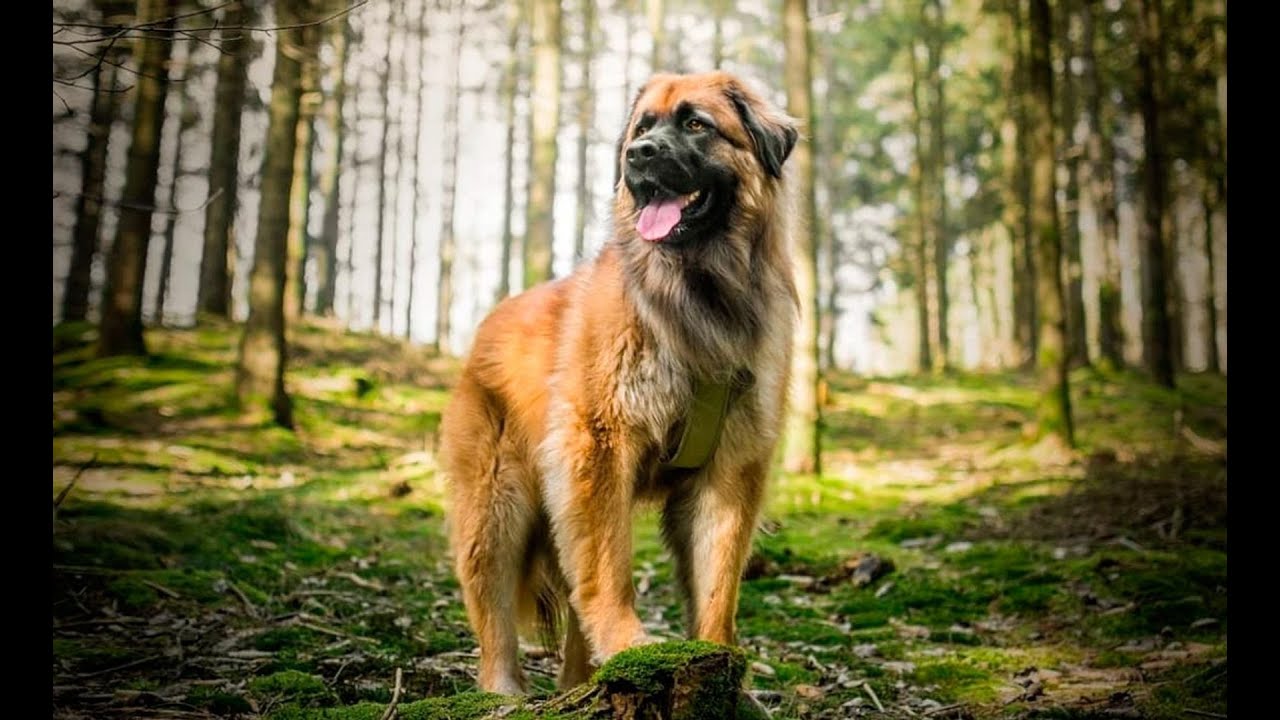Top Cenas do Cão da Serra da Estrela