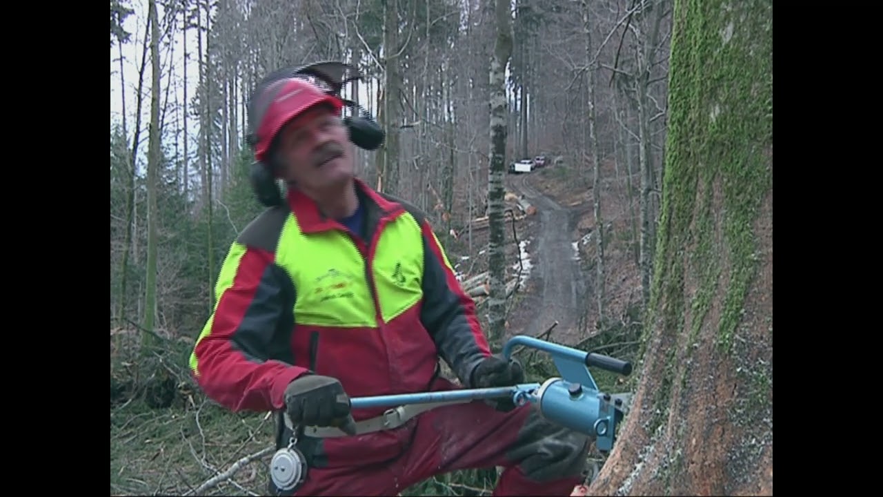 Baumfällen, gewusst wie: Wie setzte ich den hydraulischen Fällkeil ein?