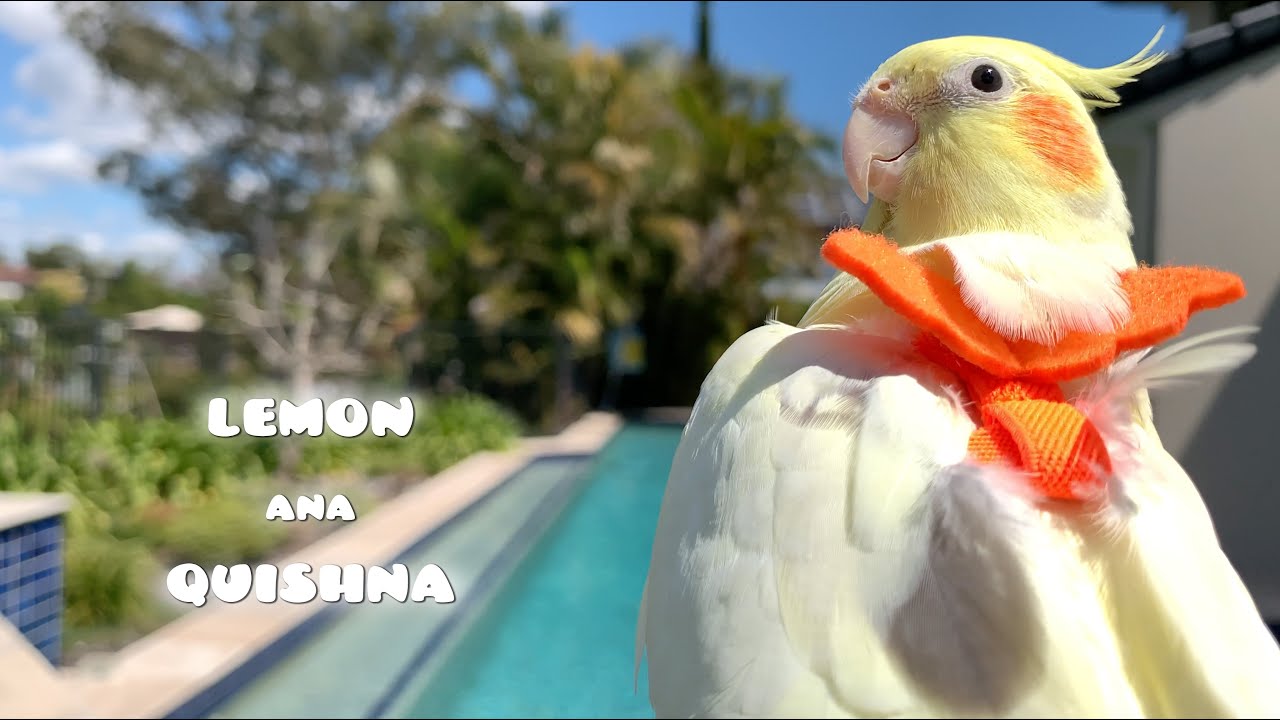 Cockatiel Quishna’s First Outdoor Adventure