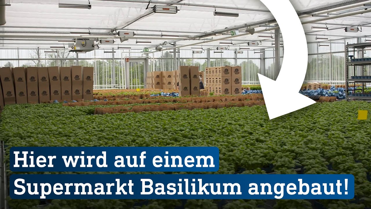 Basilikumfarm und Fischzucht auf Supermarkt-Dach in Wiesbaden | hessenschau