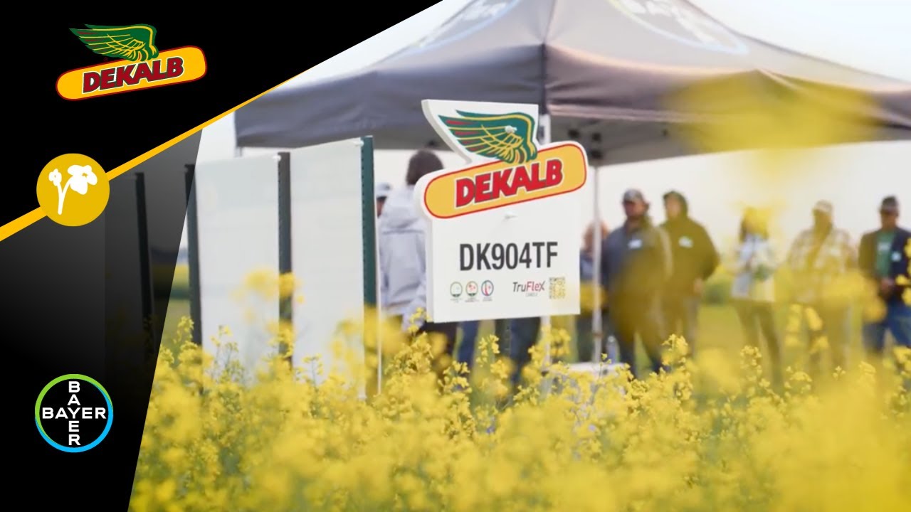 DEKALB DK904TF - The Highest Yielding 900 Series