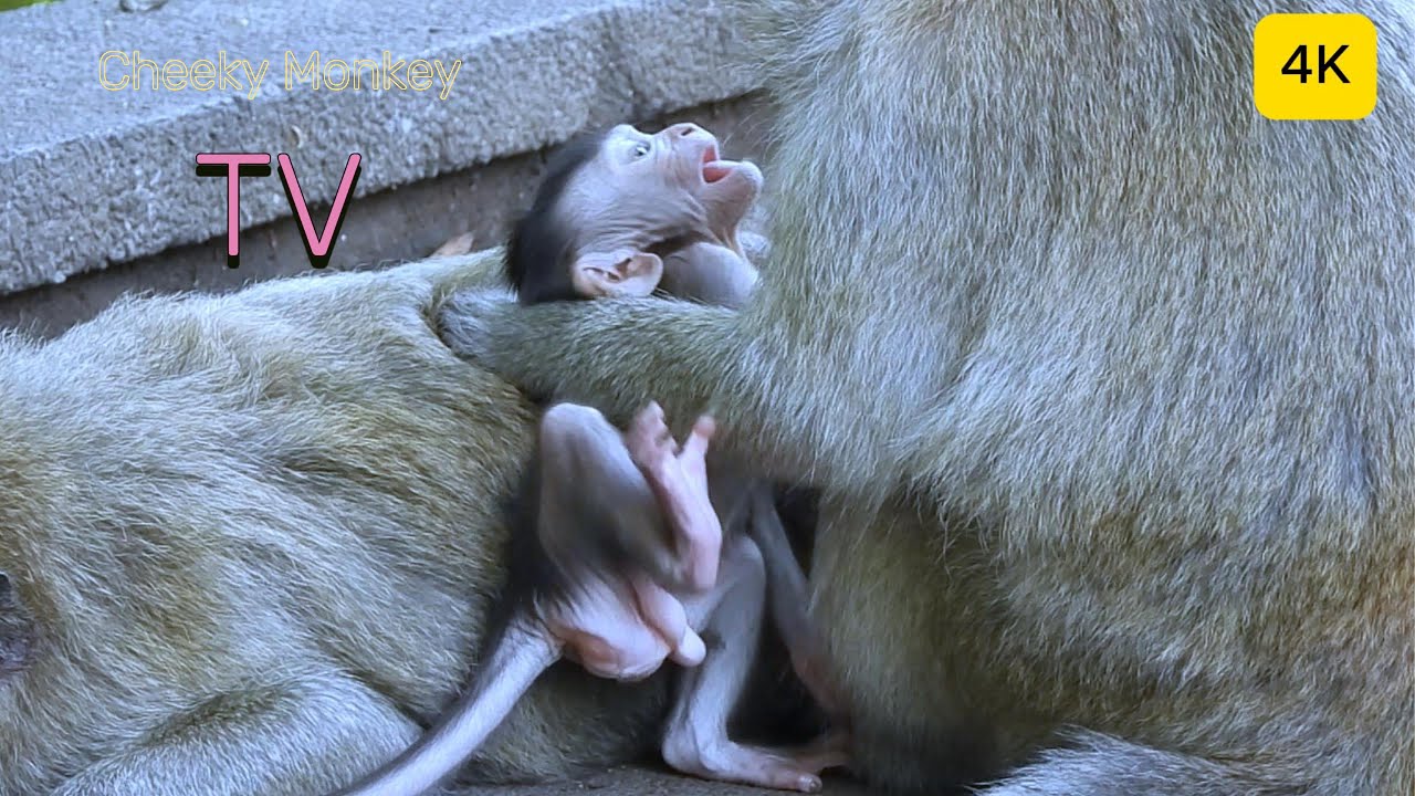 🐒 Fun & CuteMonkey World TVHappy Monkeys DailyMonkey27-January-2026 ( Love Animals)