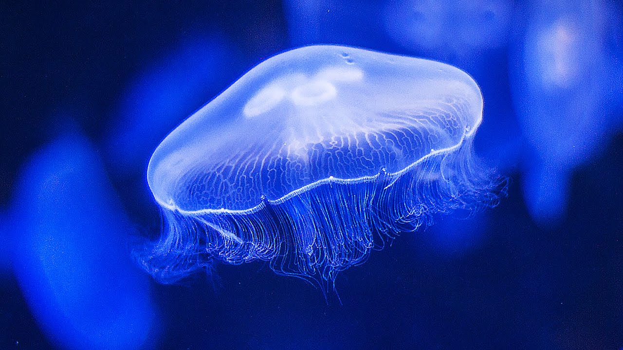 Water Sounds Jellyfish Aquarium 4k (🎧 Best with Headphones) Underwater White Noise for Relaxation