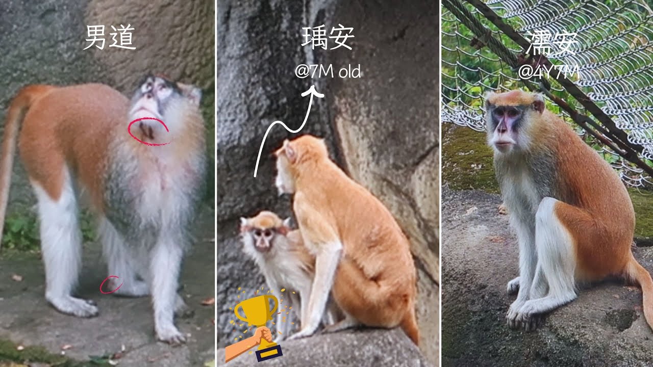 3 Types Of Patas Monkey Sounds 二家紅猴三種叫聲🙉