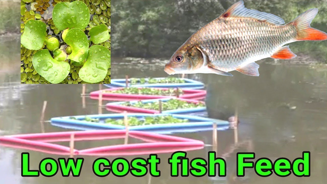 On firm 100 kg Fish feed formulation by Water Hyacinth| low cost Animal feed|Eichhornia feed