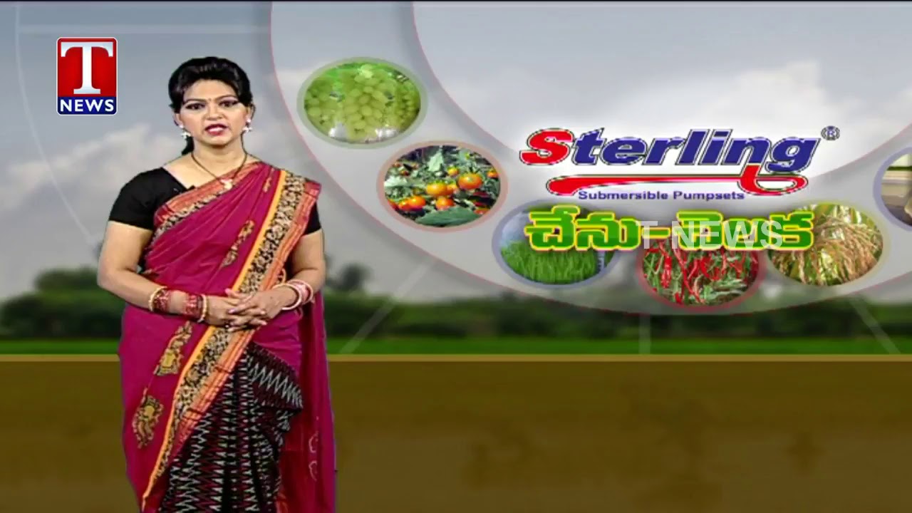 Avanthika goat farm, goat farming in telangana,goat farming in telugu, Nizamabad goat farm