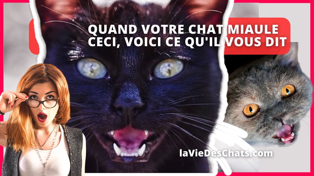 QUAND VOTRE CHAT MIAULE CECI, VOICI CE QU'IL VOUS DIT !