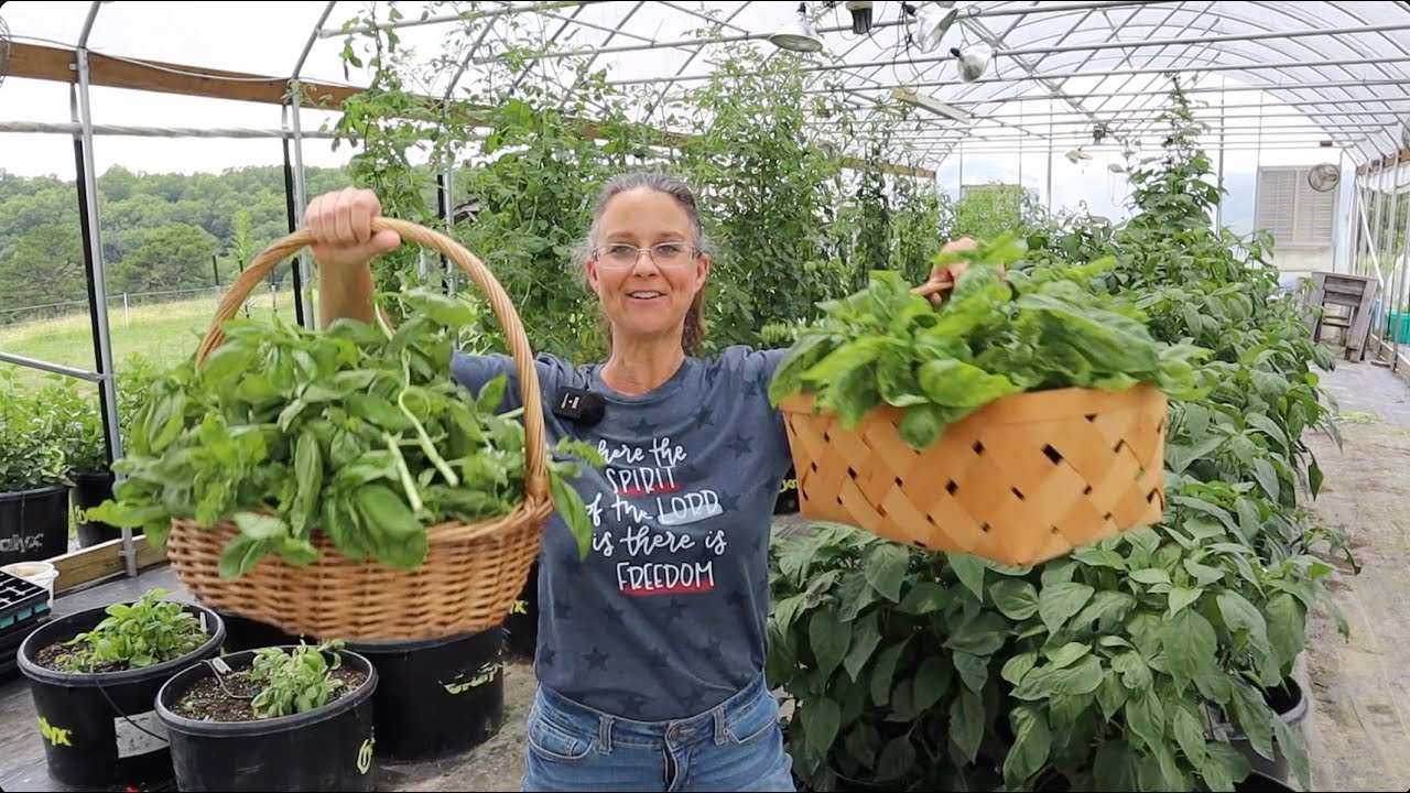 Basil to PESTO! From Plant to Plate.