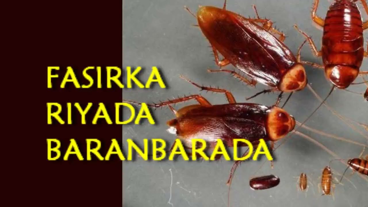 Fasirka riyada baranbarada oo faahfaahsan qofkii arko baranbaro guriga joogto ama asoo dilayo