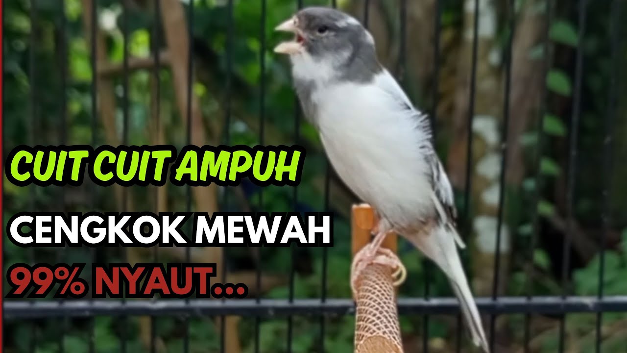 KENARI GACOR  Cuit CUIT BIRAHI SUARA Kenari MASTERAN TERBAIK UNTUK PANCINGAN & MASTERAN Kenari PAUD