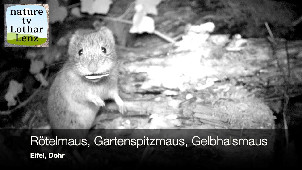 R&ouml;telmaus, Gartenspitzmaus, Gelbhalsmaus vor der Kamera. Dohr, Eifel