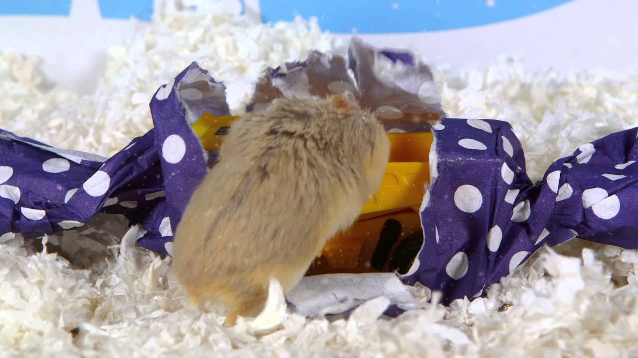Day 4: A Present for Dumptruck - Cute Hamsters: 12 Days of Christmas