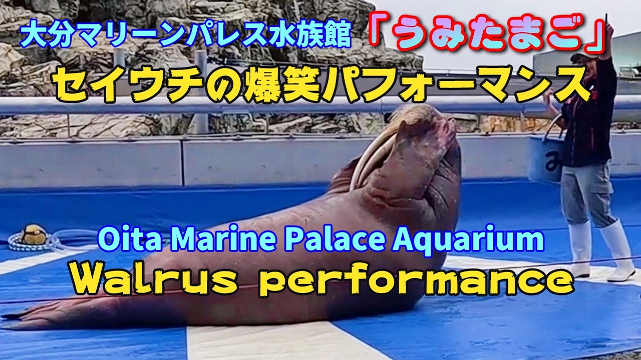 4K「うみたまご」セイウチの爆笑パフォーマンス（大分市） Walrus Performance
