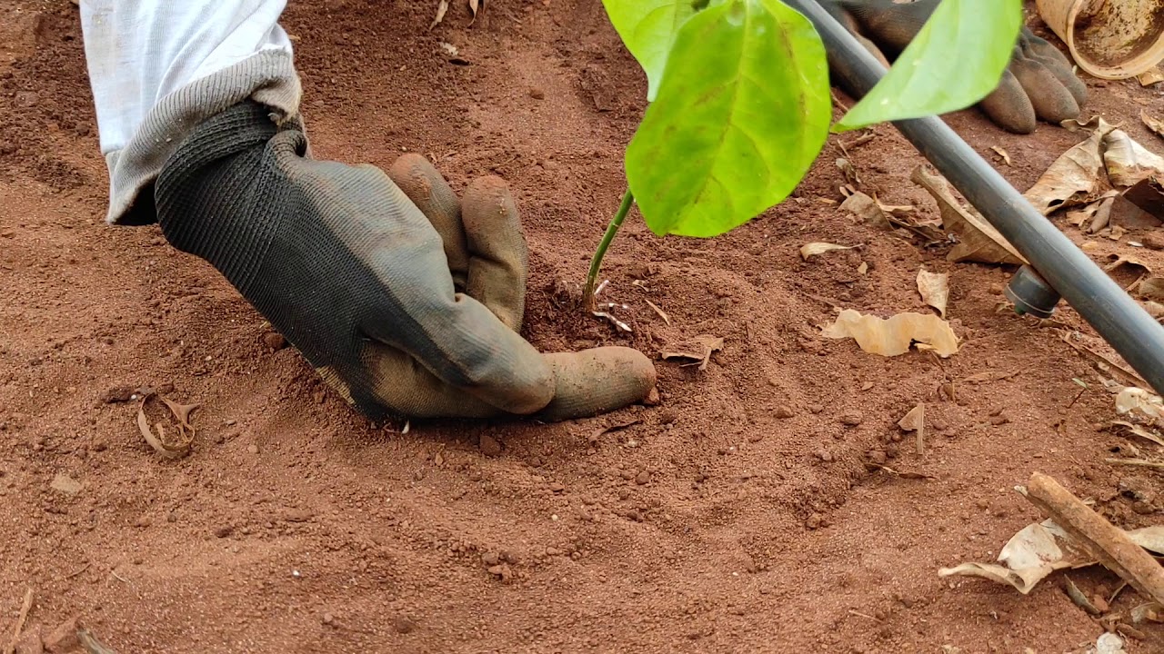 Como plantar Maracujá - Do Início, Mudas ao Solo e a importância das Estacas de Bambú na Irrigação
