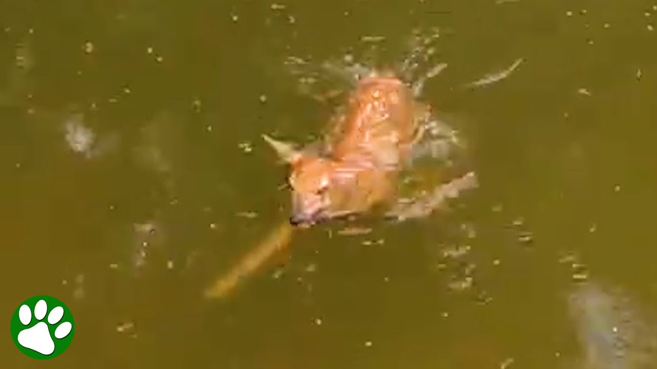 Baby deer swims right into rescuer's arms