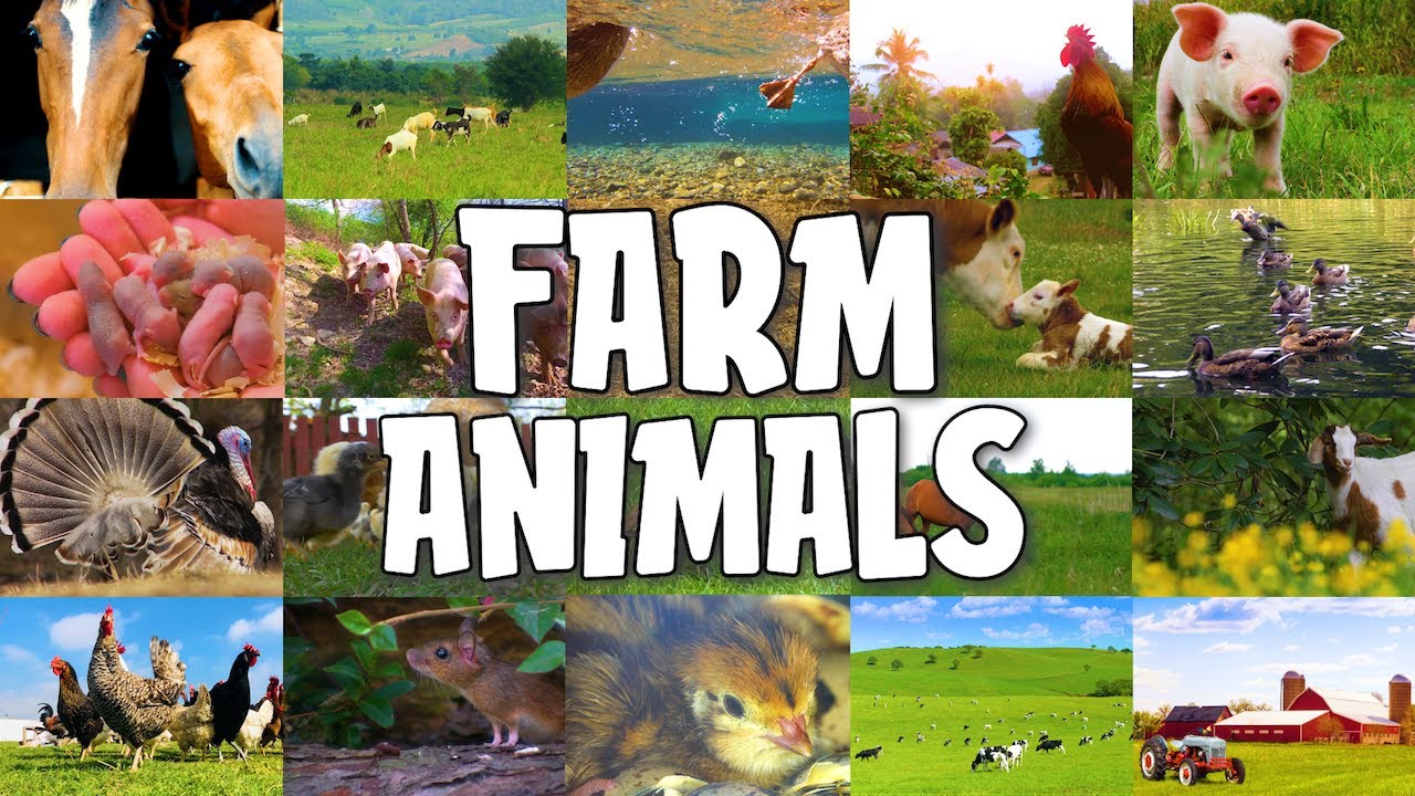 Farm Animals