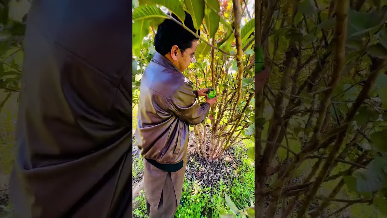 Fruitful control in Gauva Orchard