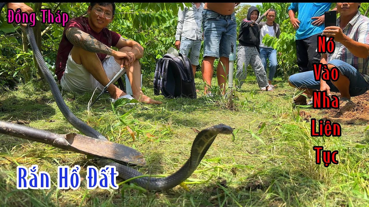 Cả Xóm Quây Quanh Lại Xem Nhóm Thợ Săn Chinh Phục Con Hổ Mang Đất Đem Bóng | Mười Thương SB