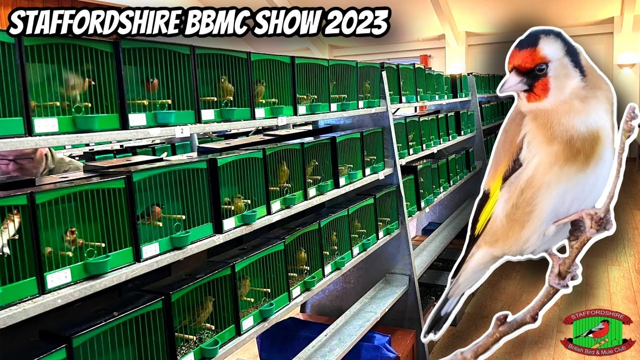 Staffordshire British Bird & Mule Club Show - January 2023