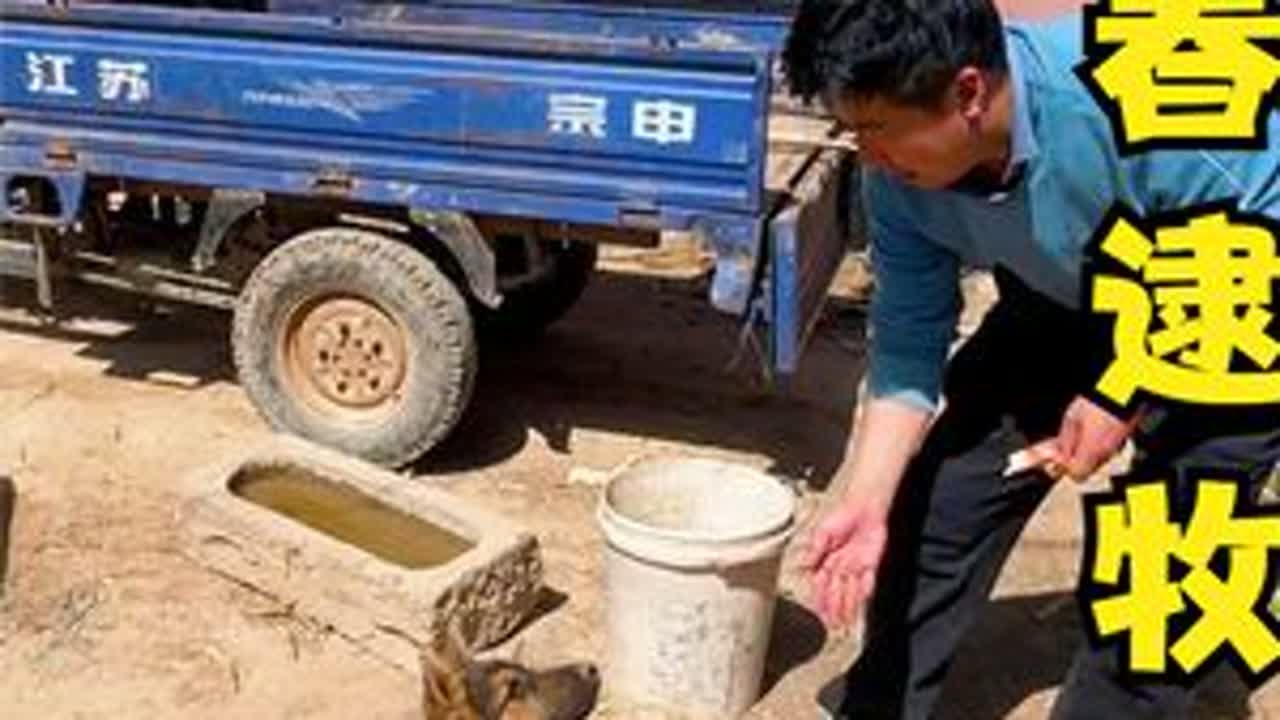 二春今天去老同学海云家，逮了一只牧羊犬，大家看看这狗怎么样？