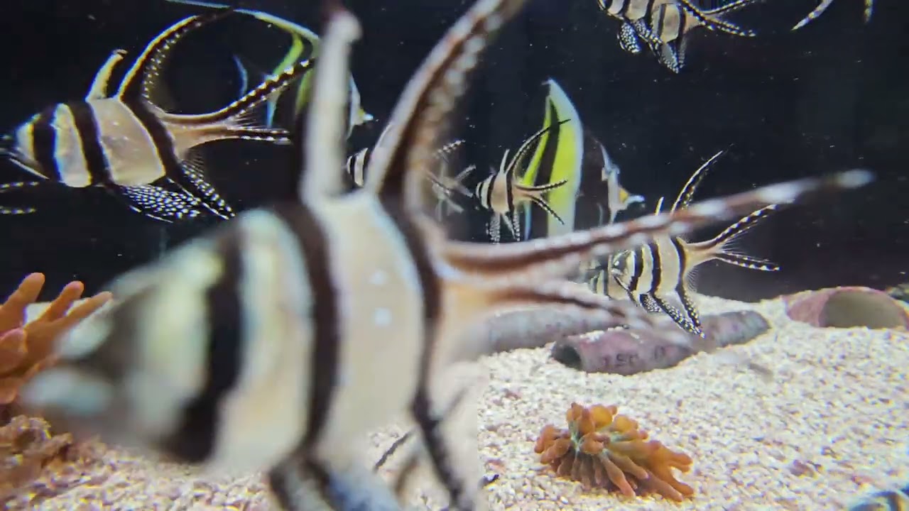 Calming Fish video - Banggai Cardinal Fish (Big Al's) - Slow Jams, Mellow, Chill and Relaxing Music