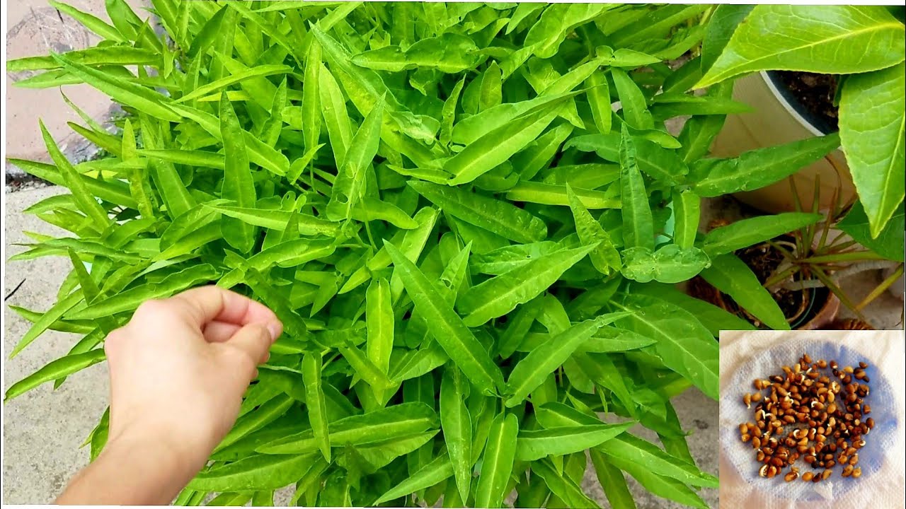 Trồng rau muống hạt ở Mỹ mua giống trên Amazon