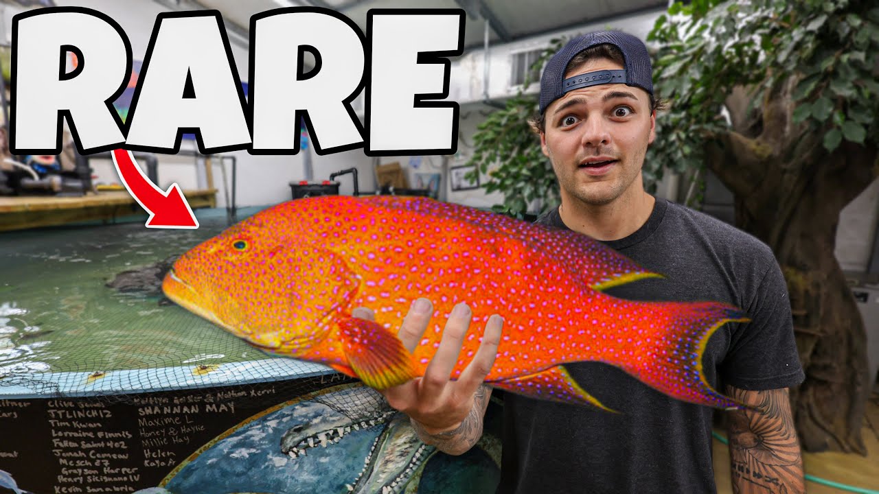 Buying SUPER RARE Indo-Pacific GROUPER for My SHARK POND!!