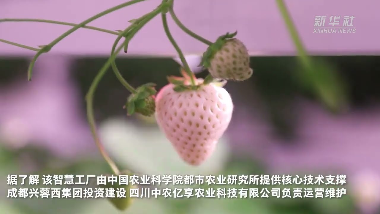 西南最大草莓智慧工厂
