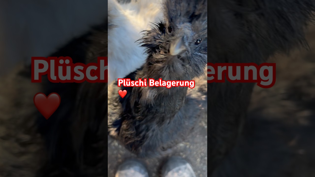 Alle sind begeistert wenn das Handy gez&uuml;ckt wird 😍🥰 #h&uuml;hner #chicken #shorts