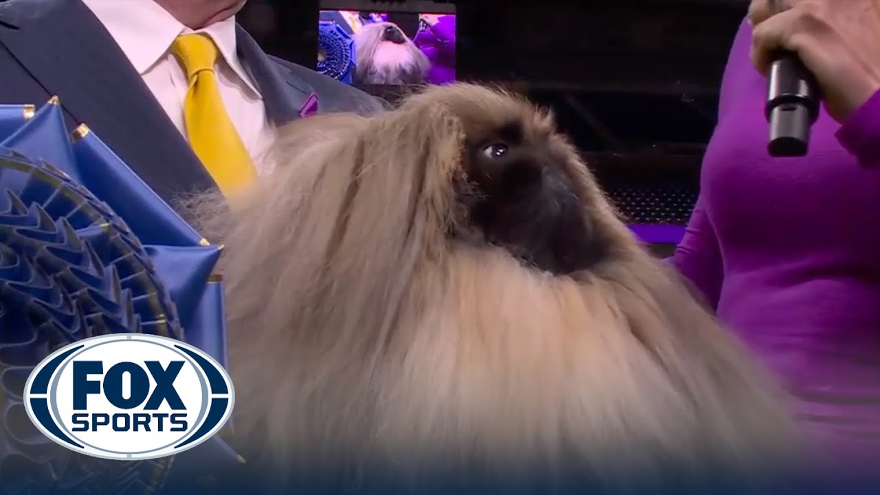 Rummie the Pekingese wins the WKC Toy Group | Westminster Kennel Club