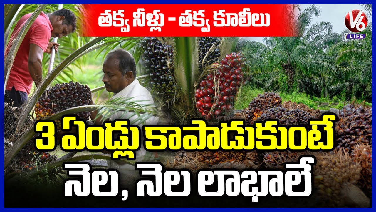 Palm Oil Farming : Low Labour, Less Water, High Profits—Monthly Income After 3 Years | Nalgonda | V6