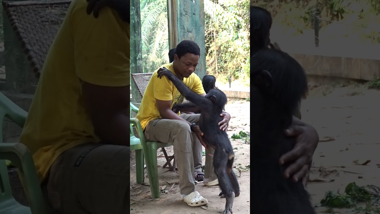 Young Bonobos love to have their bellies rubbed -- they get jealous of the attention
