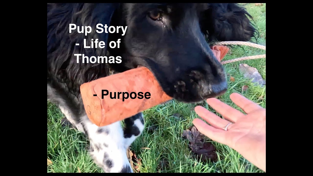 Pup Story   Life of Thomas   Purpose