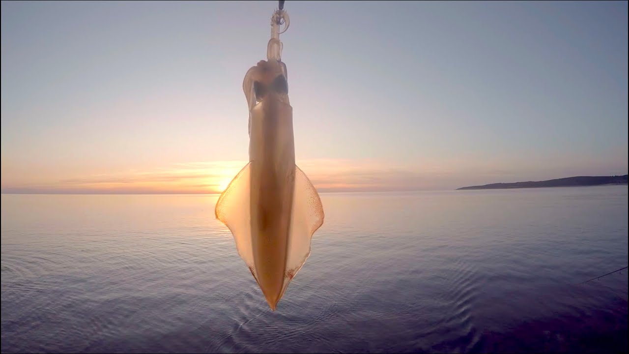 EGING ai CEFALOPODI - BEI CALAMARI CON MARE MOSSO