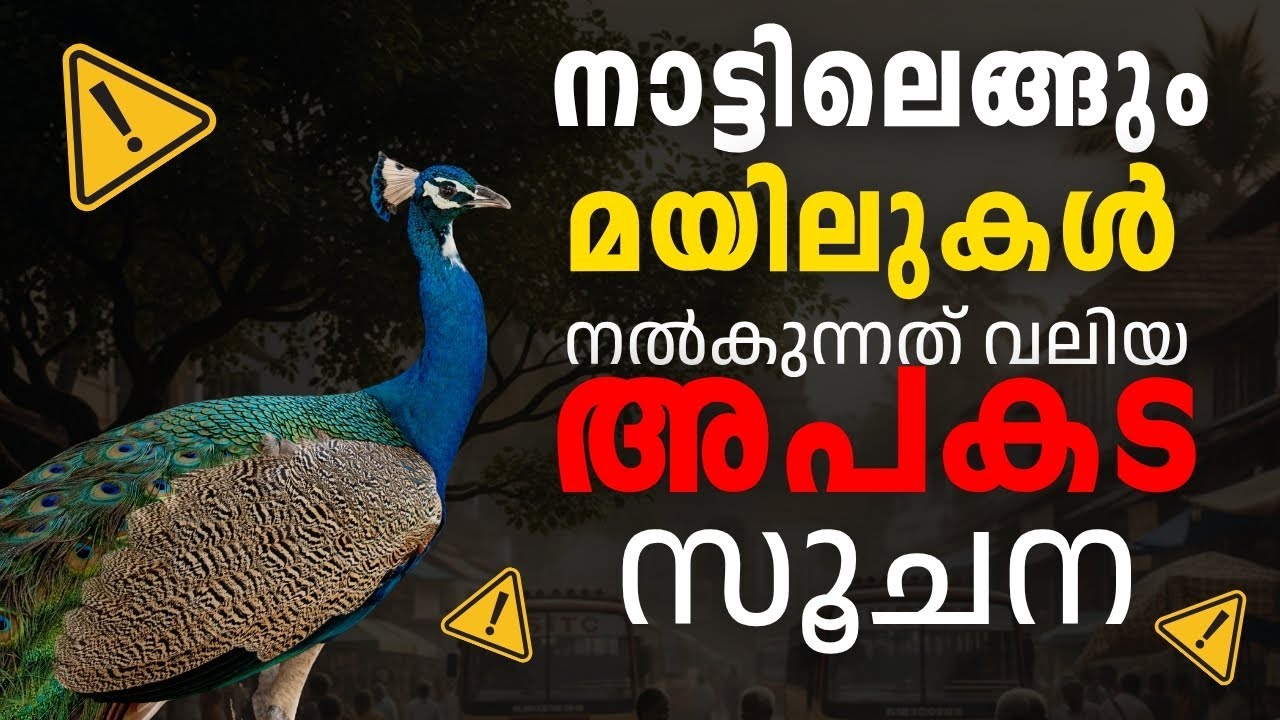മയിലുകൾ പ്രശ്നക്കാരായി മാറുമ്പോൾ | peacock population effect |  aviyal Stories