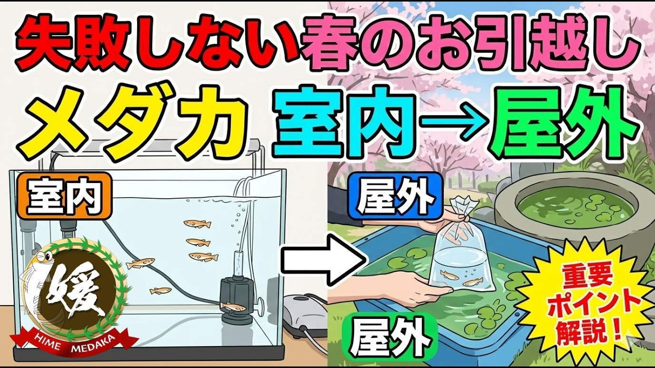 【絶対NG】3月にメダカを外に出すと危険！春の正しい水合わせと引っ越し手順
