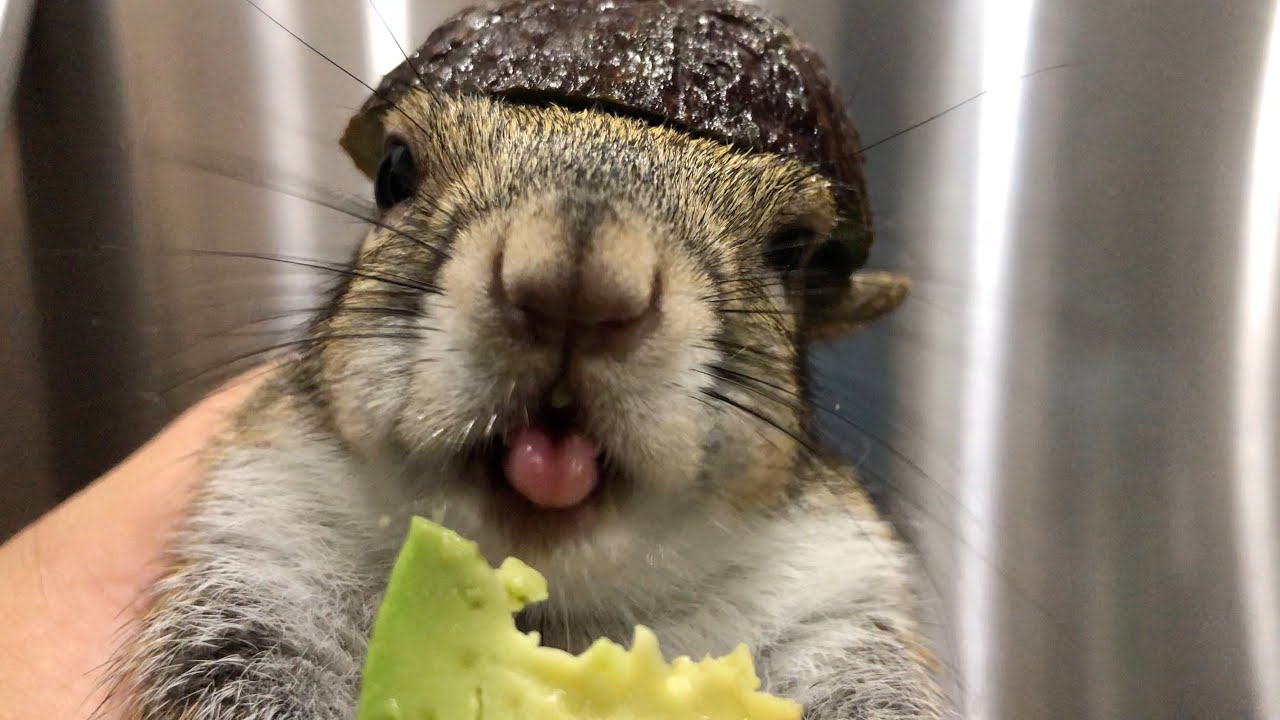 Seymour & the Avocado Helmet 😍🐿🥑