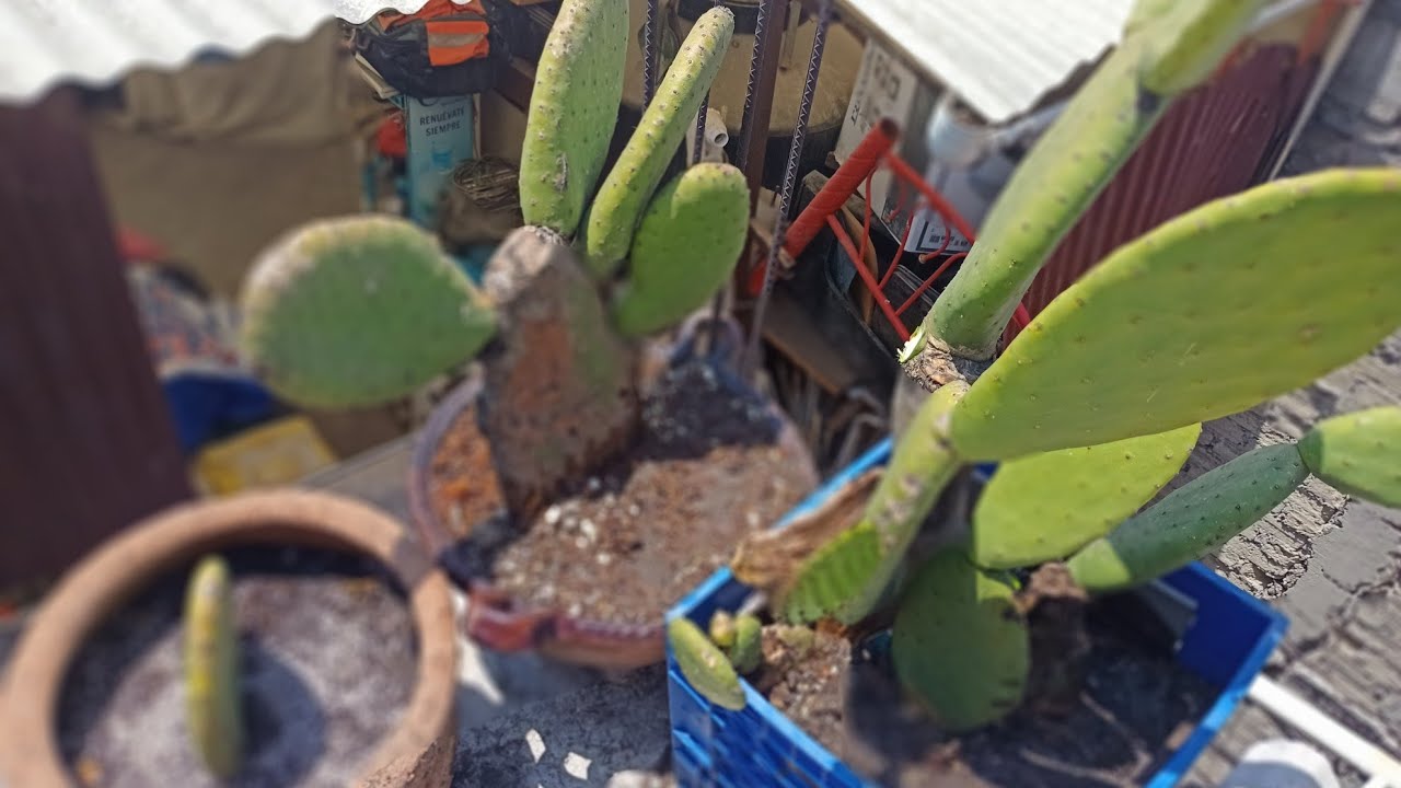 TIENES NOPALES y no te dan nopalitos Utiliza este potente fertilizante