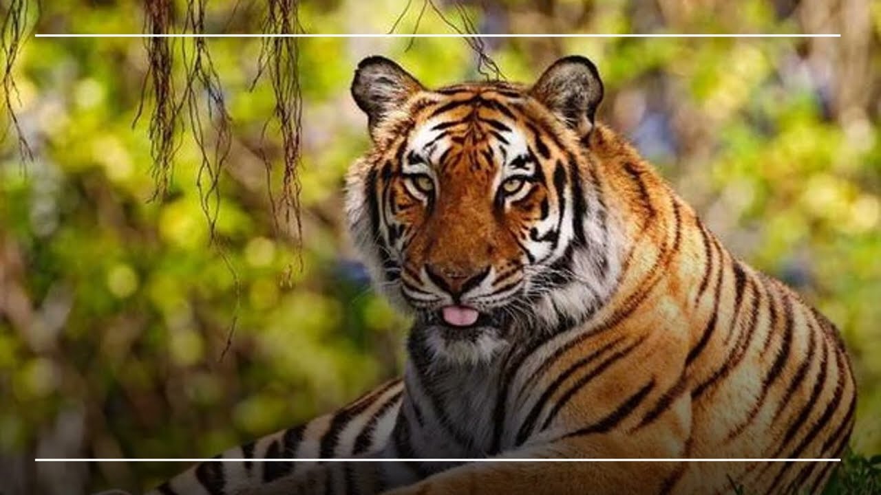 2024–2028 ГОДЫ –ВАШ ГОД РОЖДЕНИЯ – ТИГР- КИТАЙСКАЯ АСТРОЛОГИЯ.  ГОРОСКОП И ФЕН-ШУЙ