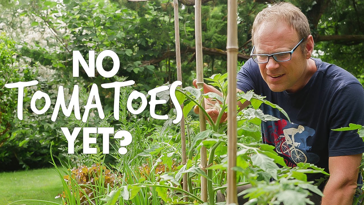 Why Aren't My Tomatoes Fruiting? The Definitive Guide