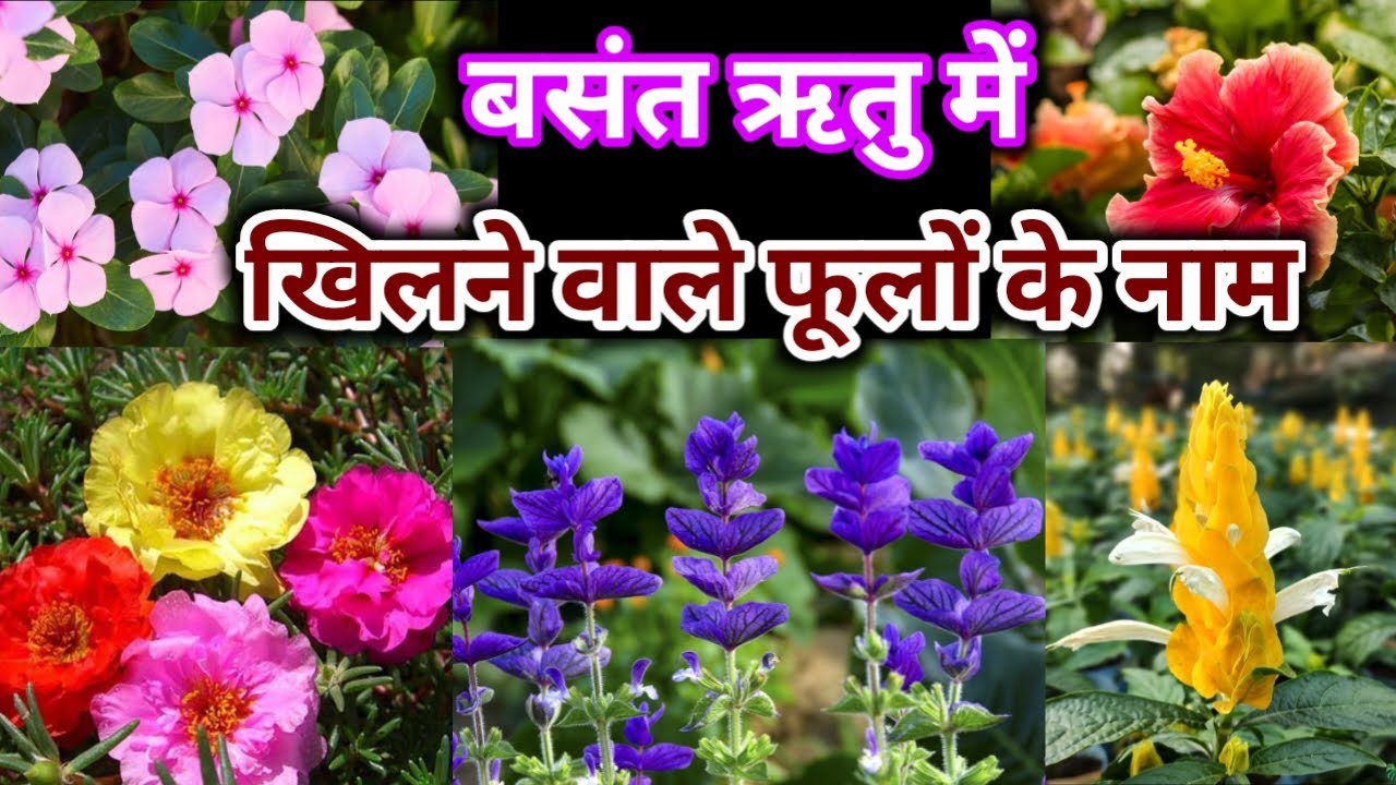 बसंत ऋतु में कौन-कौन से फूल खिलते हैं?/गर्मी में खिलने वाले फूल कौन से हैं?