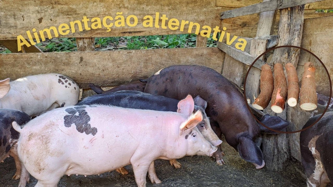 ALIMENTAÇÃO alternativa - MELHOR DESENVOLVIMENTO DOS SUÍNOS (aipim)