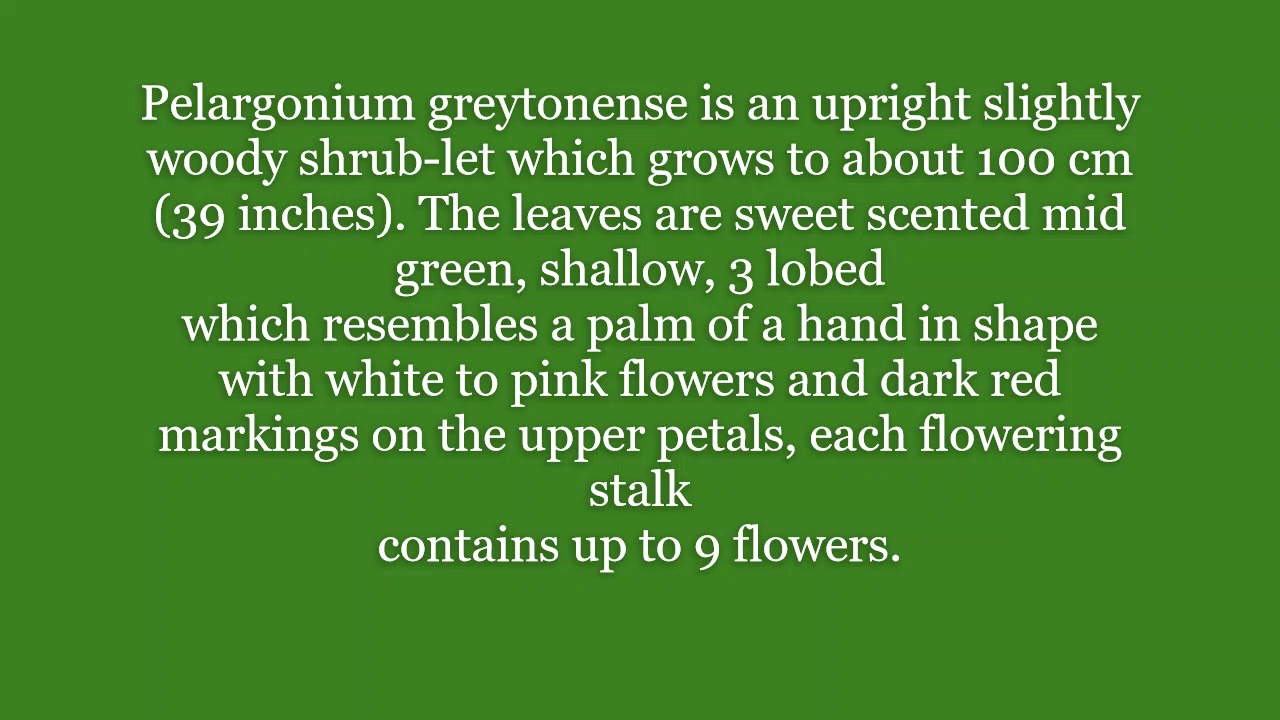 38 pelargonium species varieties