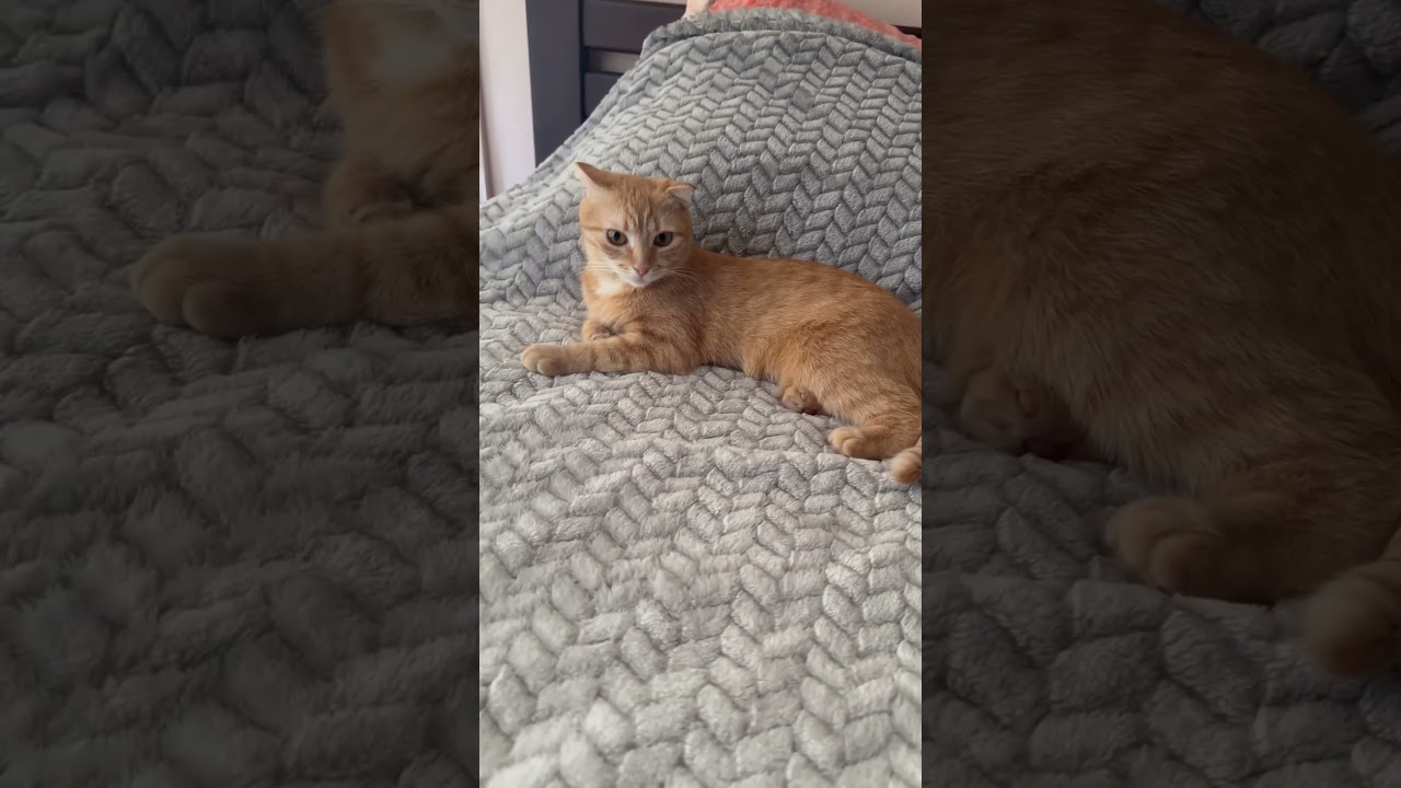 #котэ #cat shkvarka #коты #котики #котята #catsofinstagram #cats #catstagram #кот #котик