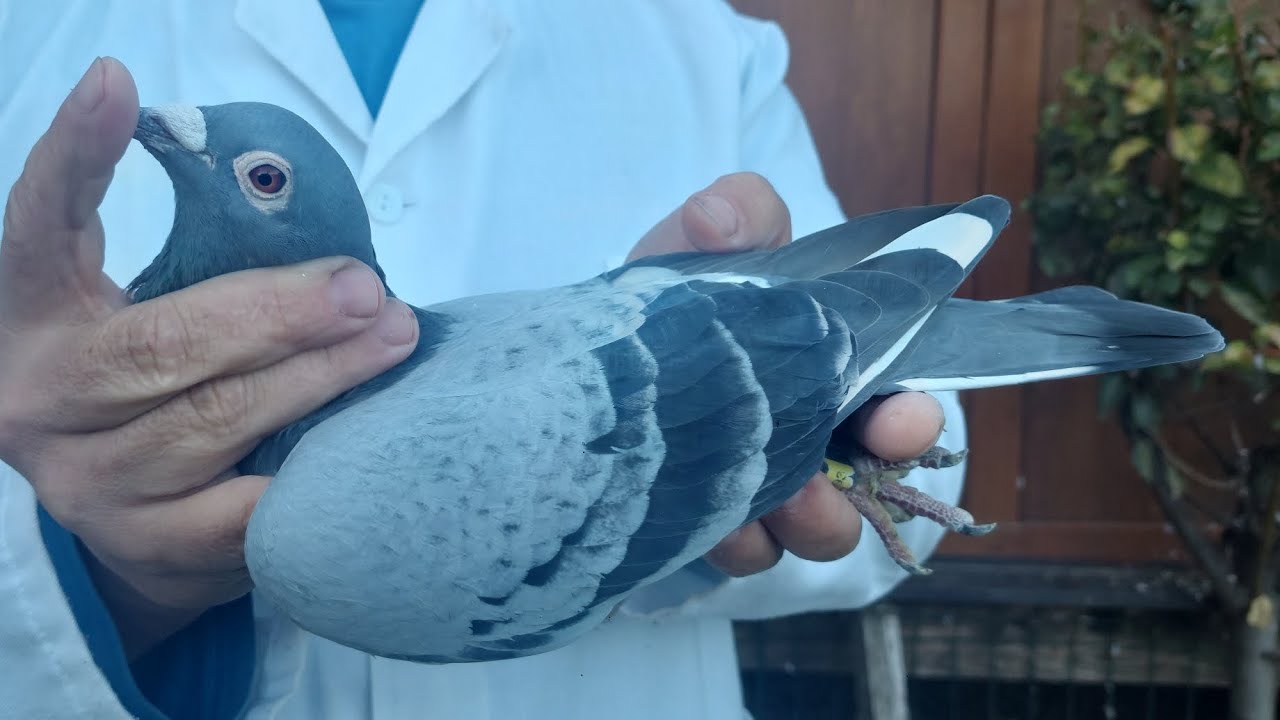 Creează porumbei de fier