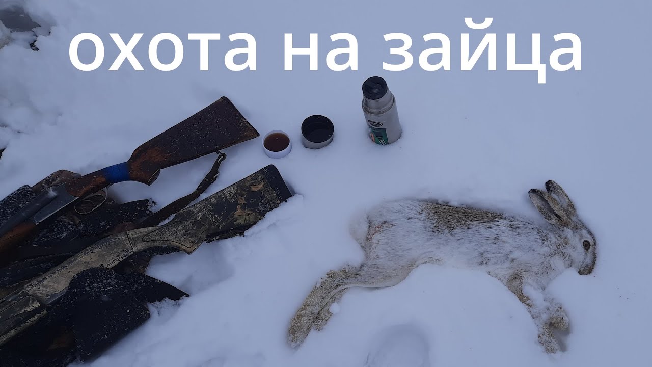 Охота на зайца русака. Иж 58м лучшее ружьё! Выстрел пятёркой на 60 метров