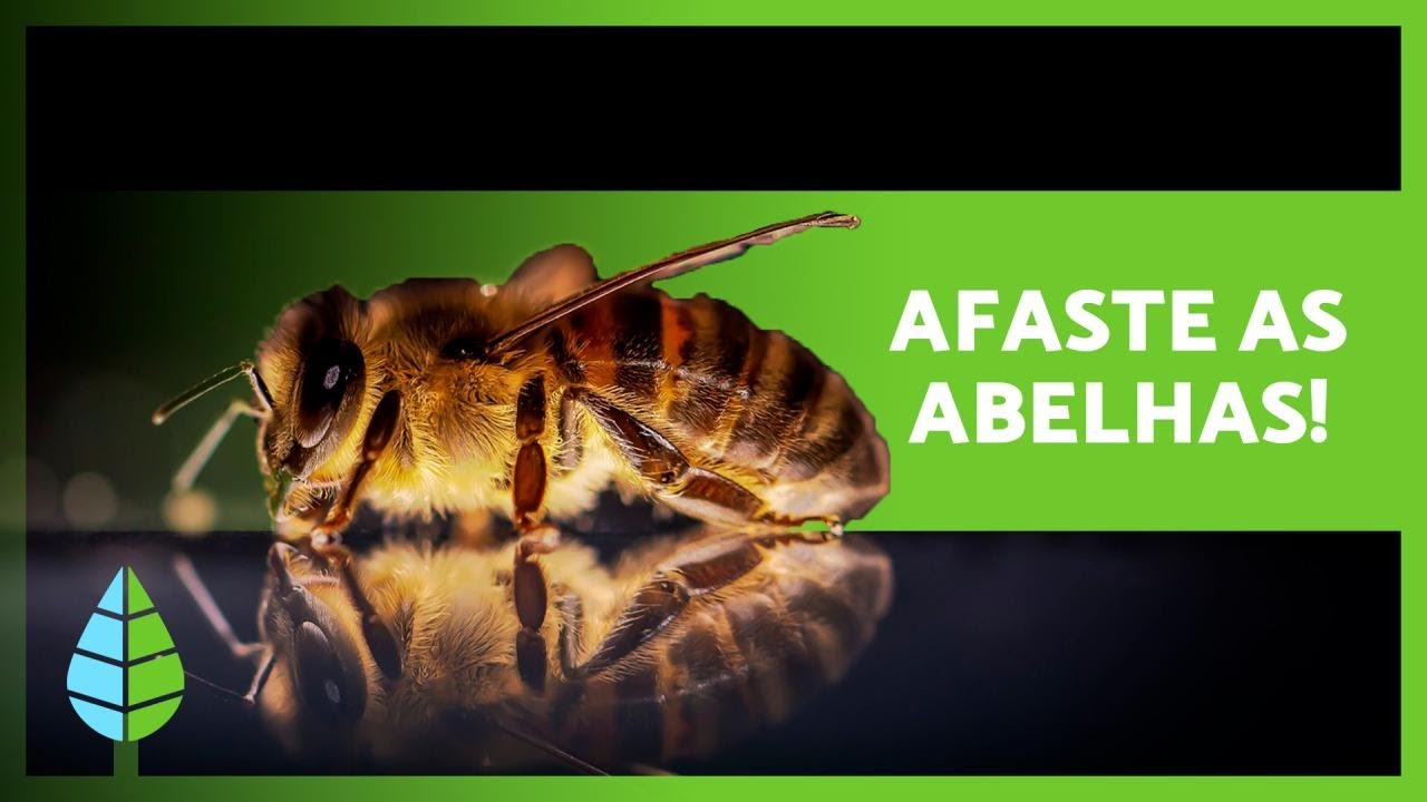 Como ESPANTAR ABELHAS 💨🐝 (8 repelentes naturais)
