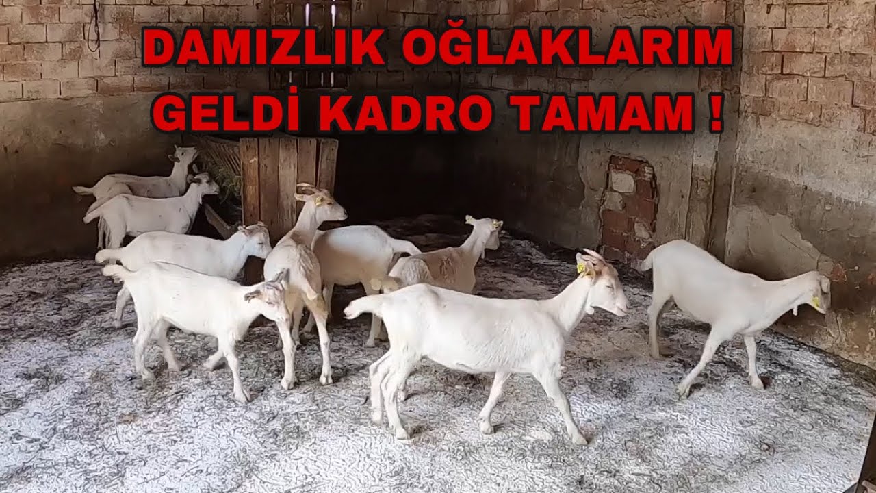 10 TANE DAMIZLIK SAANEN OĞLAK ALDIM | KEÇİ İŞİNE GİRİYORUM